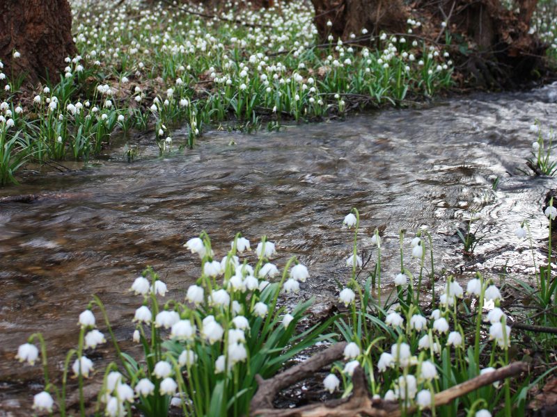 Frühlingstal in Montiggl