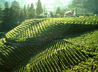 Weinlandschaft Eppan